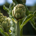 Artičoka zelená Grosse von Laon - Cynara scolymus - semená - 20 ks