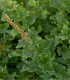 Mrlík všeliek - Chenopodium henricus - semená - 200 ks