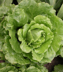 Šalát rímsky Galander - Lactuca sativa var. romana gars - semená - 300 ks