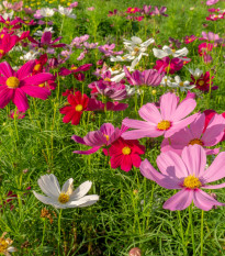 Krasuľka Sensation zmes - Cosmos bipinatus mix - semená - 20 ks