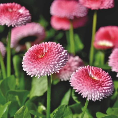 Sedmokráska obyčajná Tasso ružová s červeným stredom - Bellis perennis - semená - 50 ks