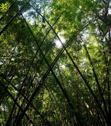 Bambus obrovský - Bambusa Arundinacea - semená - 2 ks