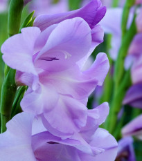 Gladiola modrá Tropic – Gladiolus Tropic – cibule gladiol