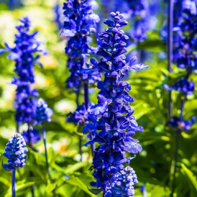 Šalvia modrá Strata - Salvia farinacea - semená - 20 ks