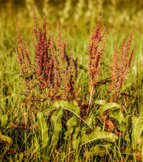 Štiav kyslý - Rumex acetosa - semená - 25 ks