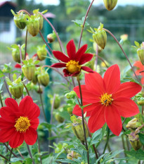 Georgína premenlivá Mignon zmes - Dahlia variabilis - semená - 20 ks