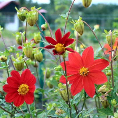 Georgína premenlivá Mignon zmes - Dahlia variabilis - semená - 20 ks