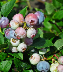 Čučoriedka americká modrá - Vaccinium corymbosum - voľnokorenné sadenice čučoriedky - 1 ks