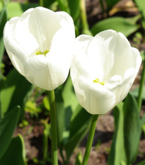 Tulipán Hakuun - Tulipa - cibuľoviny - 3 ks