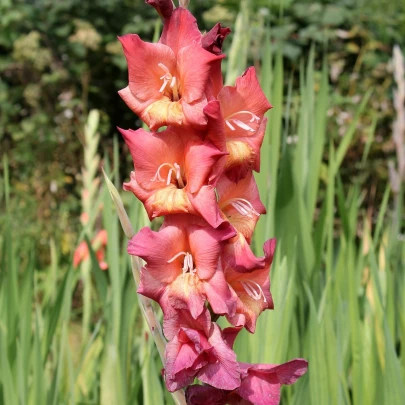 Gladiola Indian Summer - Glaidolus - cibuľoviny - 3 ks