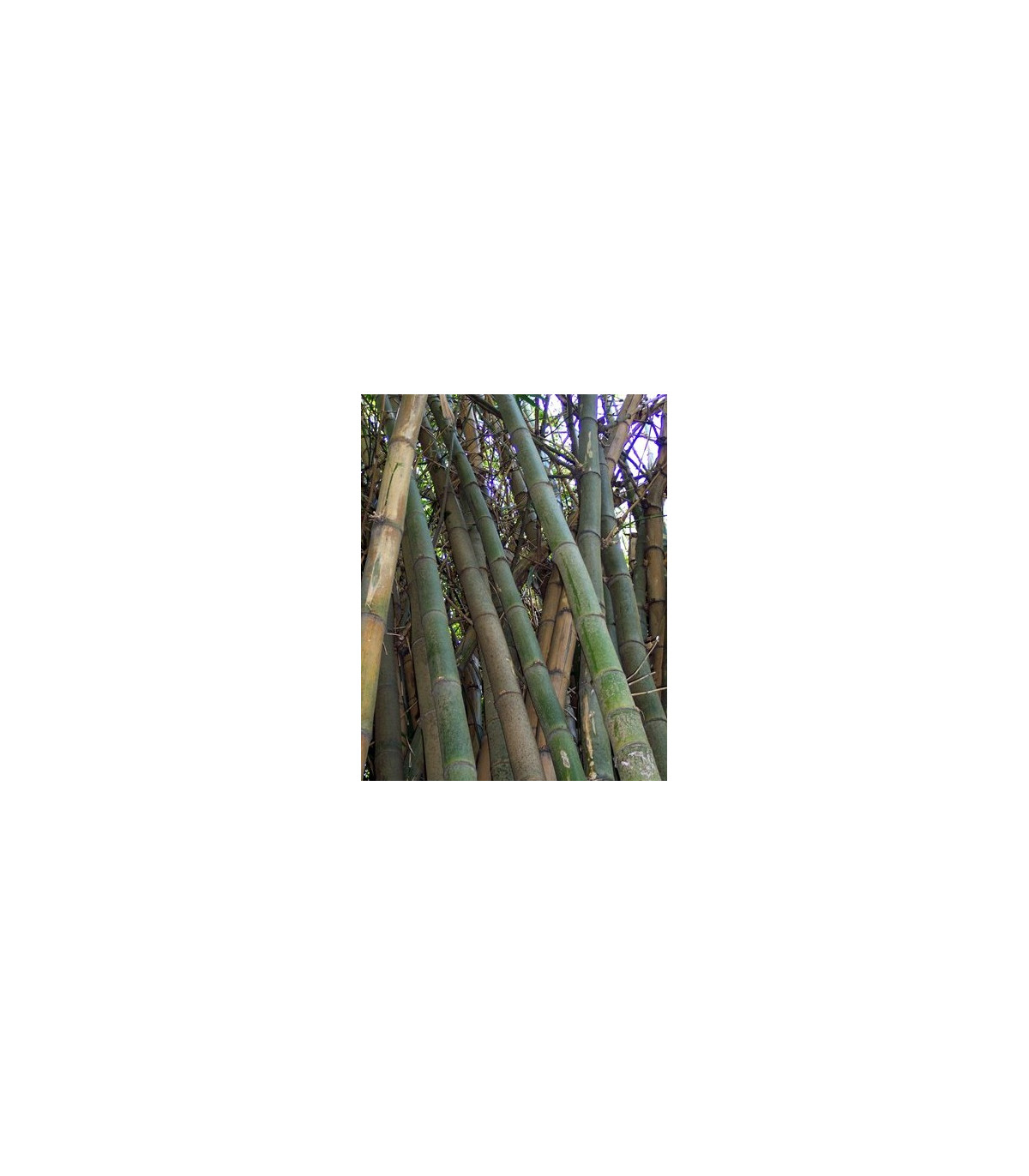 Bambus Indický - Bambus Balcooa - semená - 2 ks