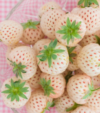 Jahoda Pineberry - Fragaria ananassa - voľnokorenné sadenice jahôd - 2 ks