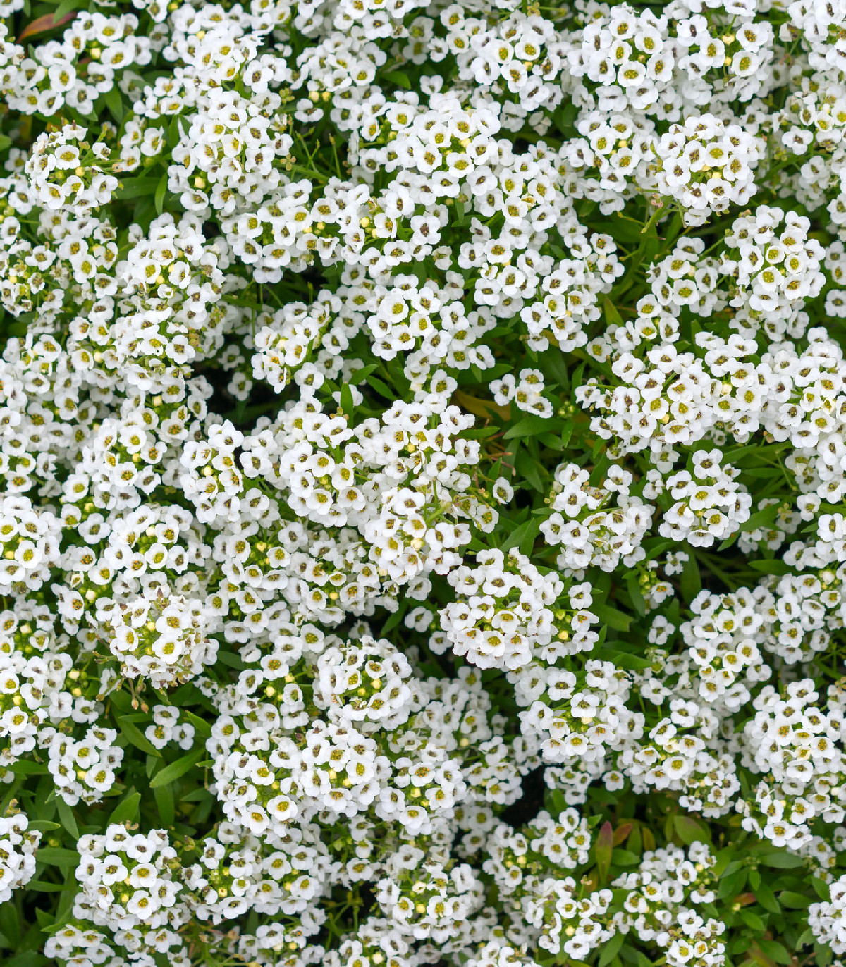 Zmes letničiek Záhradný sen v bielom - lúčna zmes - 0,9 g