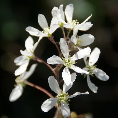 Muchovník kanadský - Amelanchier canadensis - semená - 10 ks