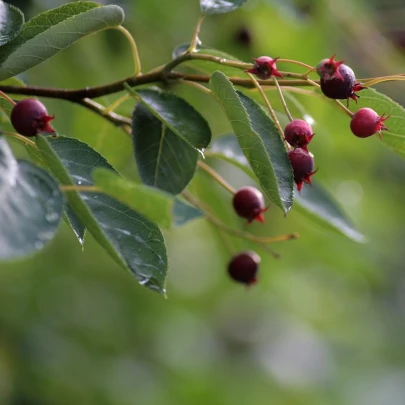 Muchovník kanadský - Amelanchier canadensis - semená - 10 ks