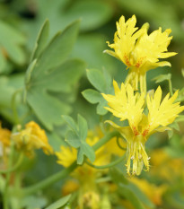 Kapucínka popínavá sťahovavá - Tropaeolum peregrinum - semená - 15 ks