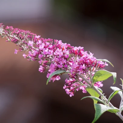 Budleja Dávidova zmes - Buddleja davidi - semená - 20 ks