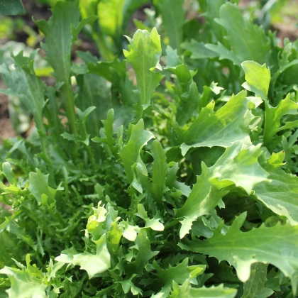 Mizuna Kruis F1 - japonská horčica - Brassica campestris Japonica - semená - 0,02 g