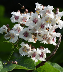 Katalpa Fargesova - Catalpa fargesii - semená - 8 ks