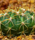 Echinokaktus Grusonov - Zlatá guľa - Echinocactus grusonii - semená - 8 ks