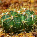 Echinokaktus Grusonov - Zlatá guľa - Echinocactus grusonii - semená - 8 ks