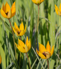 Tulipán lesný - Tulipa sylvestris - cibuľoviny - 3 ks