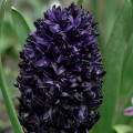 Hyacint Dark Dimension - Hyacinthus - cibuľoviny - 1 ks