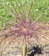 Cesnak Schubertii - Allium Schubertii - cibuľoviny - 3 ks