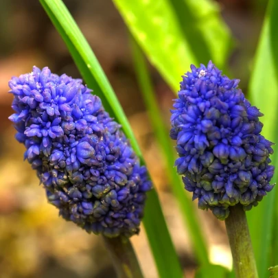 Modrica Blue Spike - Muscari aucheri - cibuľoviny - 5 ks