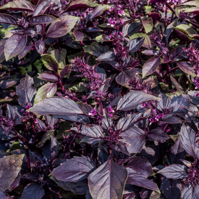 BIO Bazalka pravá červená - Ocimum basilicum - bio semená - 100 ks