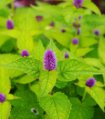 BIO Agastache feniklová - Agastache foeniculum - bio semená - 100 ks