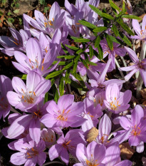 Jesienka obrovská - Colchicum giganteum - cibuľoviny - 1 ks