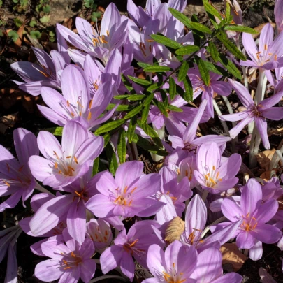 Jesienka obrovská - Colchicum giganteum - cibuľoviny - 1 ks