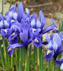 Zmes nízkych kosatcov - Iris reticulata - cibuľoviny - 5 ks