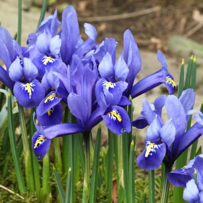 Zmes nízkych kosatcov - Iris reticulata - cibuľoviny - 5 ks