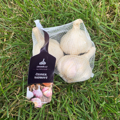 Sadbový cesnak Japo II - Allium sativum - nepaličiak - cibule cesnaku - 1 balenie