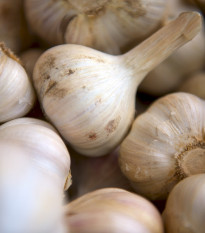 Sadbový cesnak Lukan - Allium sativum - nepaličiak - cibule cesnaku - 1 balenie