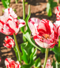 Tulipán Flaming Parrot - Tulipa - cibuľoviny - 3 ks