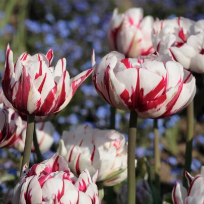 Tulipán Carnaval de Nice - Tulipa - cibuľoviny - 3 ks