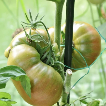 BIO Paradajky Ananas Noire - Solanum lycopersicum - bio semená - 6 ks