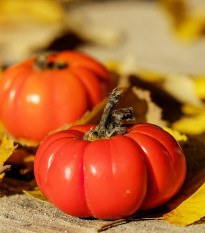 Paradajky Brutus - Solanum lycopersicum - semená - 7 ks