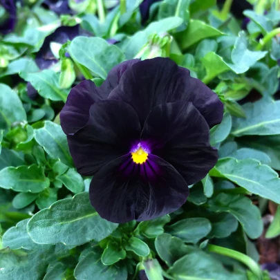 Fialka rohatá Back to Black - Viola cornuta - semená - 120 ks