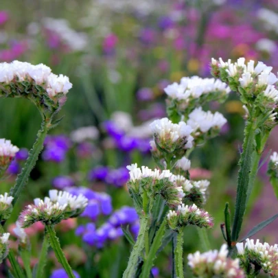 Limonka chobotnatá - Limonium sinuatum - semená - 30 ks