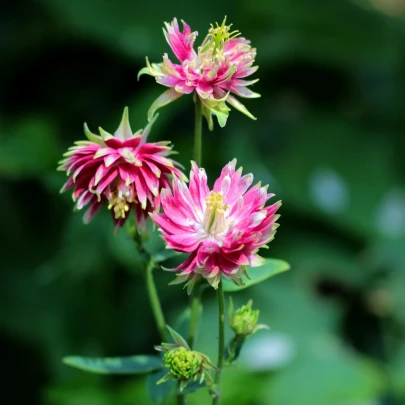 Orlíček Nora Barlow - Aquilegia vulgaris - semená - 30 ks