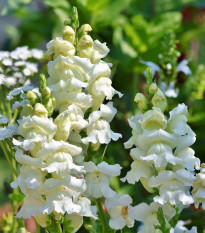 Papuľka väčšia biela - Antirrhinum majus - semená - 35 ks