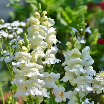 Papuľka väčšia biela - Antirrhinum majus - semená - 35 ks