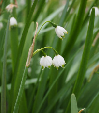 Bleduľa letná - Leucojum aestivum - cibuľoviny - 2 ks