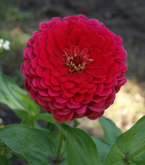 Cínia červená - Zinnia elegans - semená - 50 ks