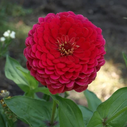 Cínia červená - Zinnia elegans - semená - 50 ks