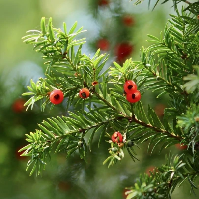 Tis červený - Taxus baccata - semená - 5 ks